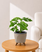 Philodendron Broken Heart In Self Watering Pot