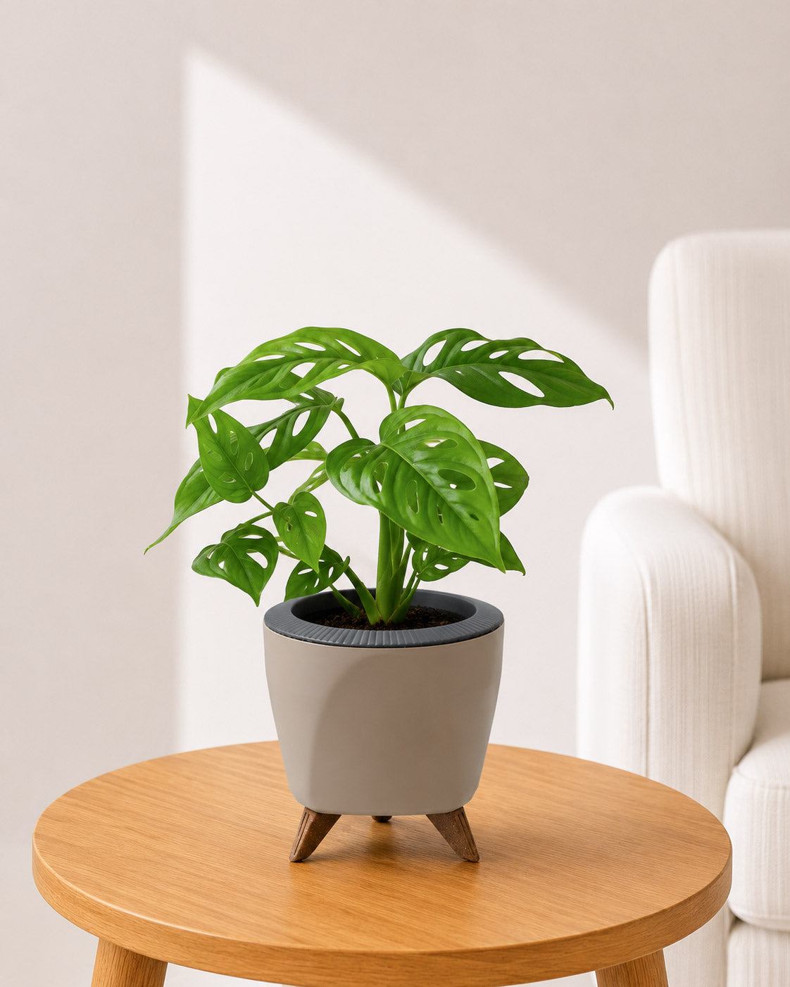 Philodendron Broken Heart In Self Watering Pot