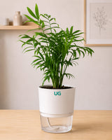 Golden Hahnii Snake Plant, Syngonium podophyllum, and Chamaedorea Plant Combo