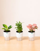 Birkin Plant, Lucky Bamboo (2 Layer), and Syngonium Pink Combo