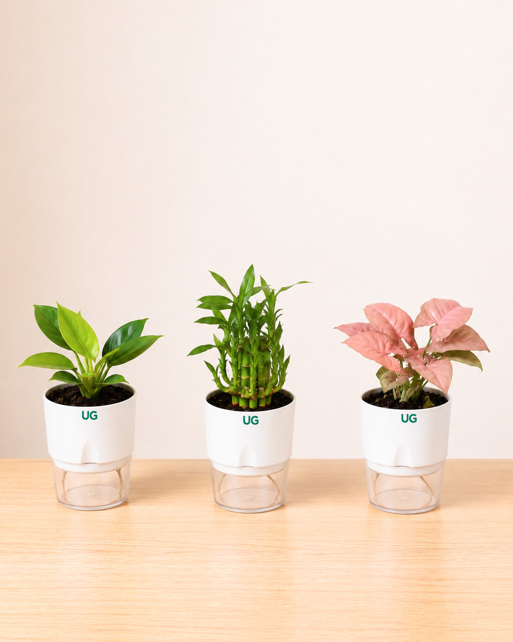 Birkin Plant, Lucky Bamboo (2 Layer), and Syngonium Pink Combo