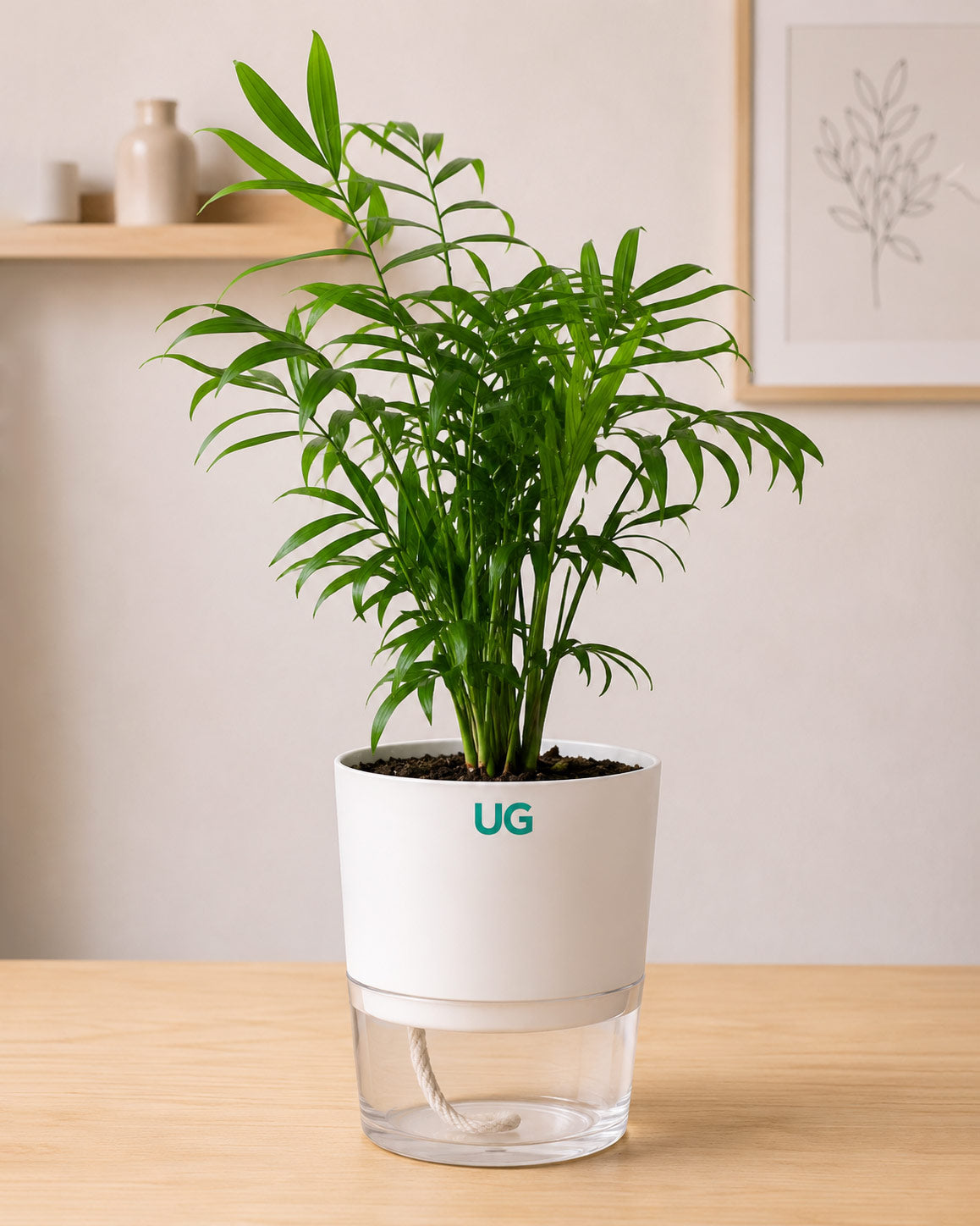 Jade Plant, Green Money Plant, Broken Heart Plant, and Chamaedorea Plant Combo