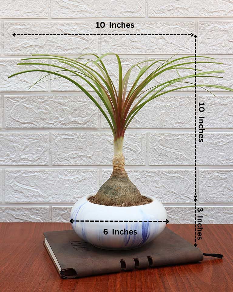 Nolina Bonsai Plant in Ceramic Marble Pot (Beaucarnea recurvata – Ponytail Palm)