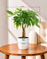 Braided Pachira Money Tree