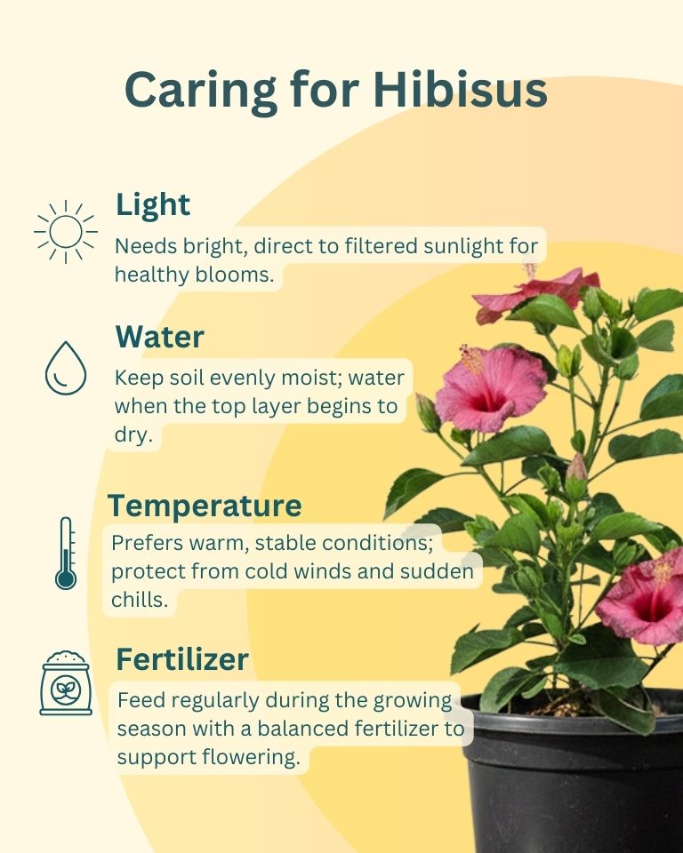 Hibiscus Plant
