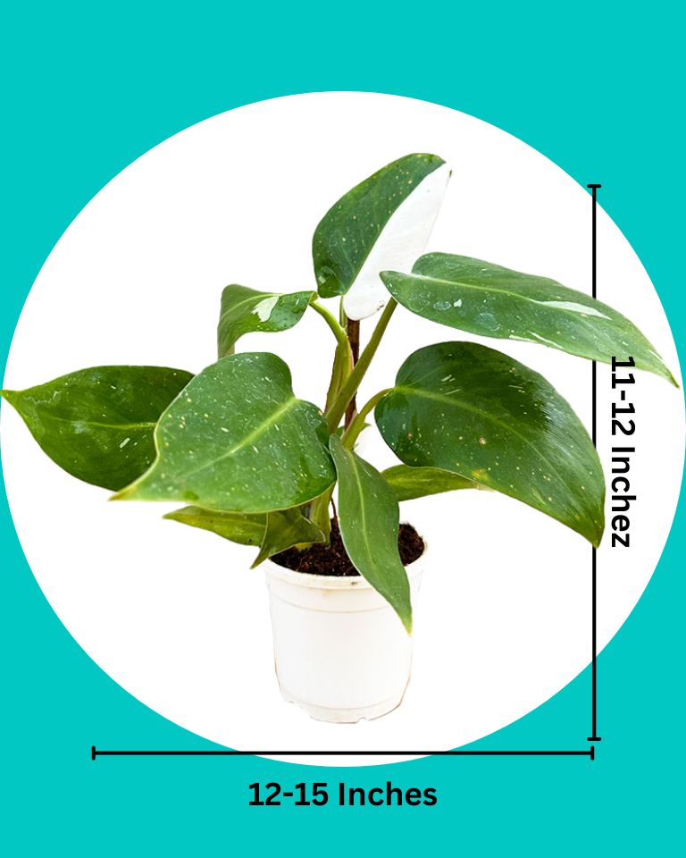Philodendron White Wizard Plant