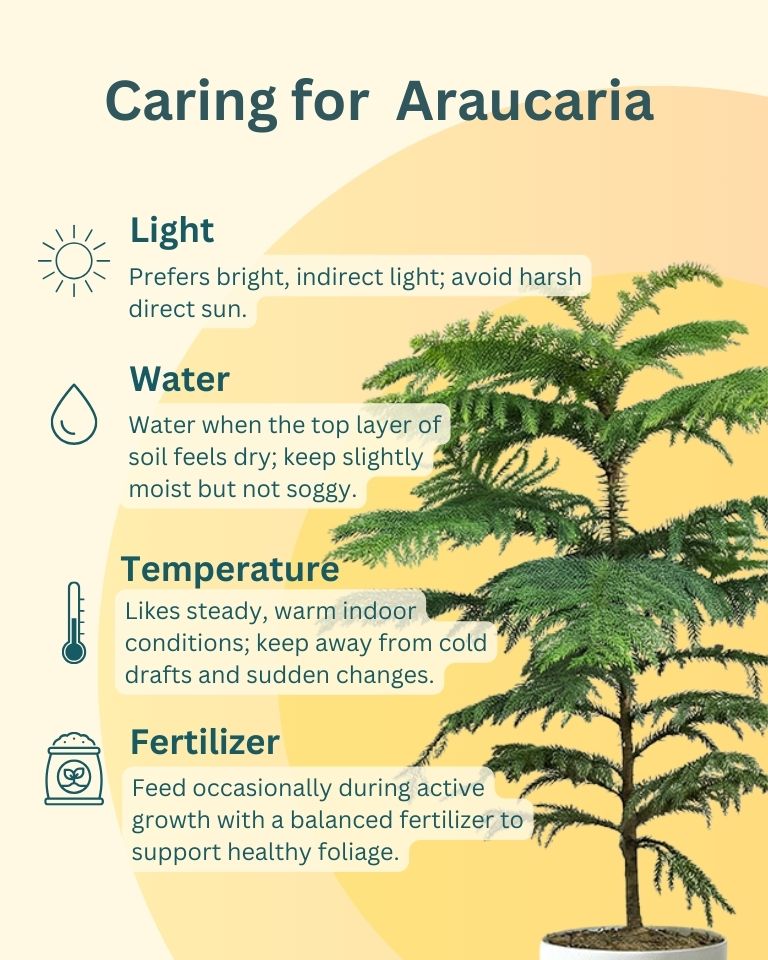 araucaria indoor plant care Araucaria Plant (Christmas Tree)- Buy Online- PAN India Delivery – unlimitedgreens