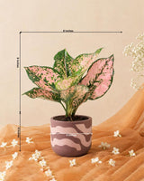 Aglaonema Pink Beauty