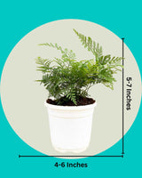 Buy Online Rabbit Foot Fern