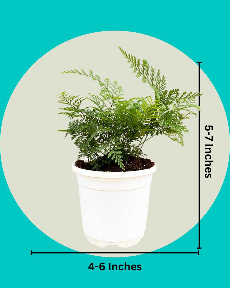 Buy Online Rabbit Foot Fern