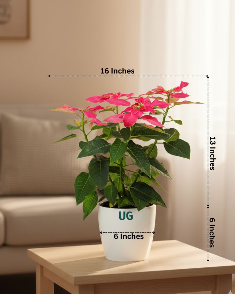 Poinsettia Pink