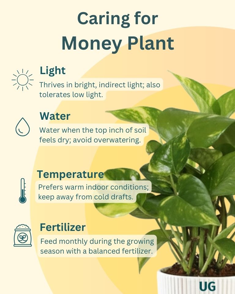 Snake, Syngonium and Money Plant Combo