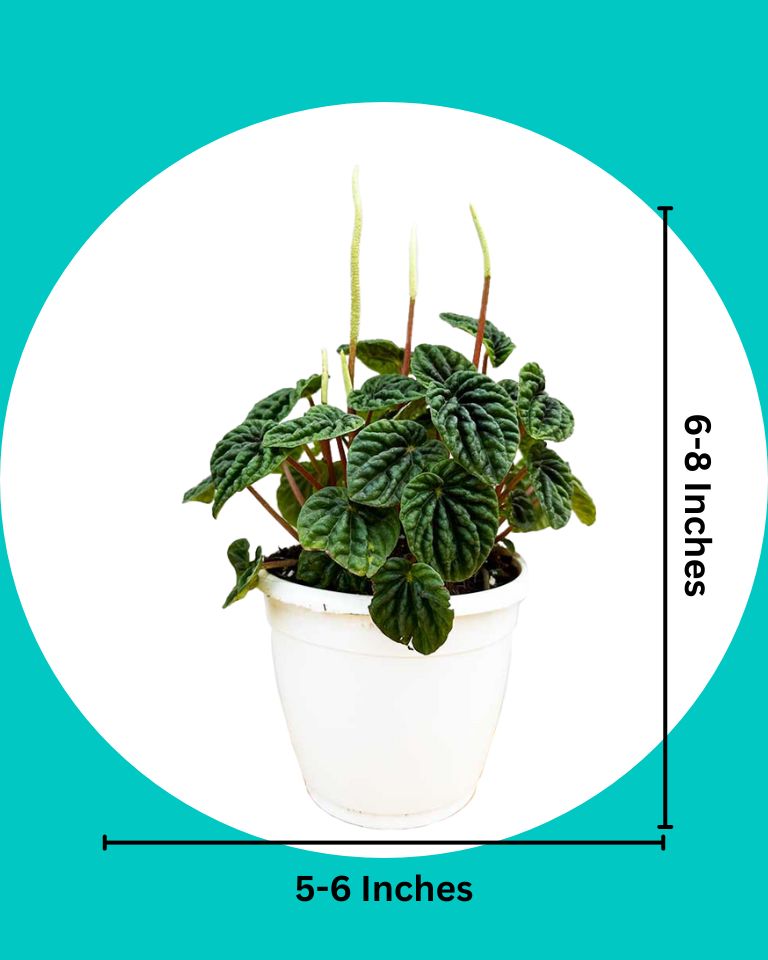 Peperomia Caperata Plant