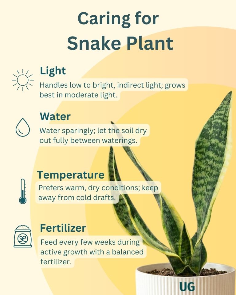Snake and Money Plant Combo