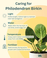 Syngonium and Birkin Plant Combo