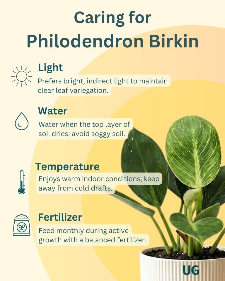 Birkin, Syngonium and Money Plant Combo