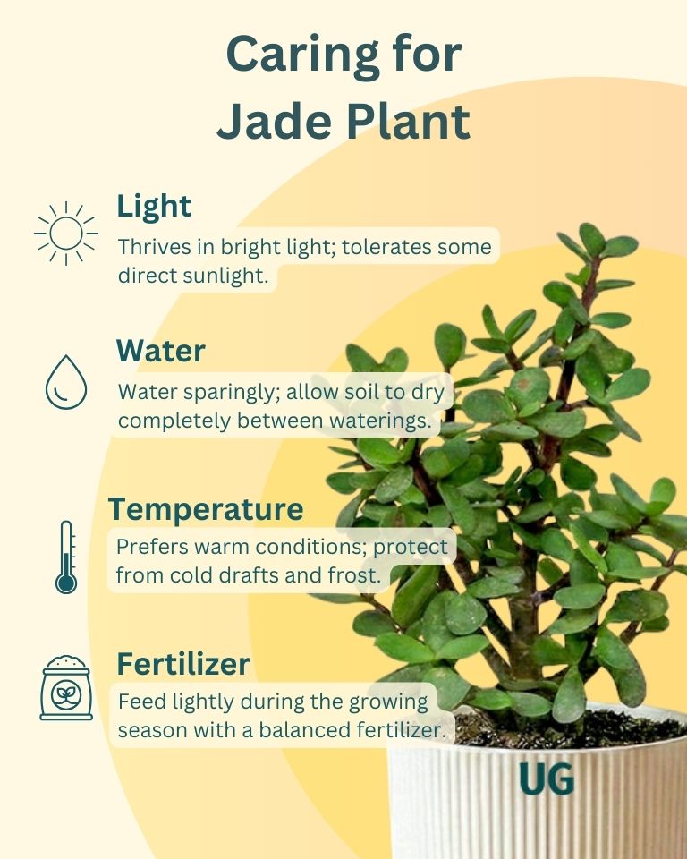 Birkin and Jade Plant Combo