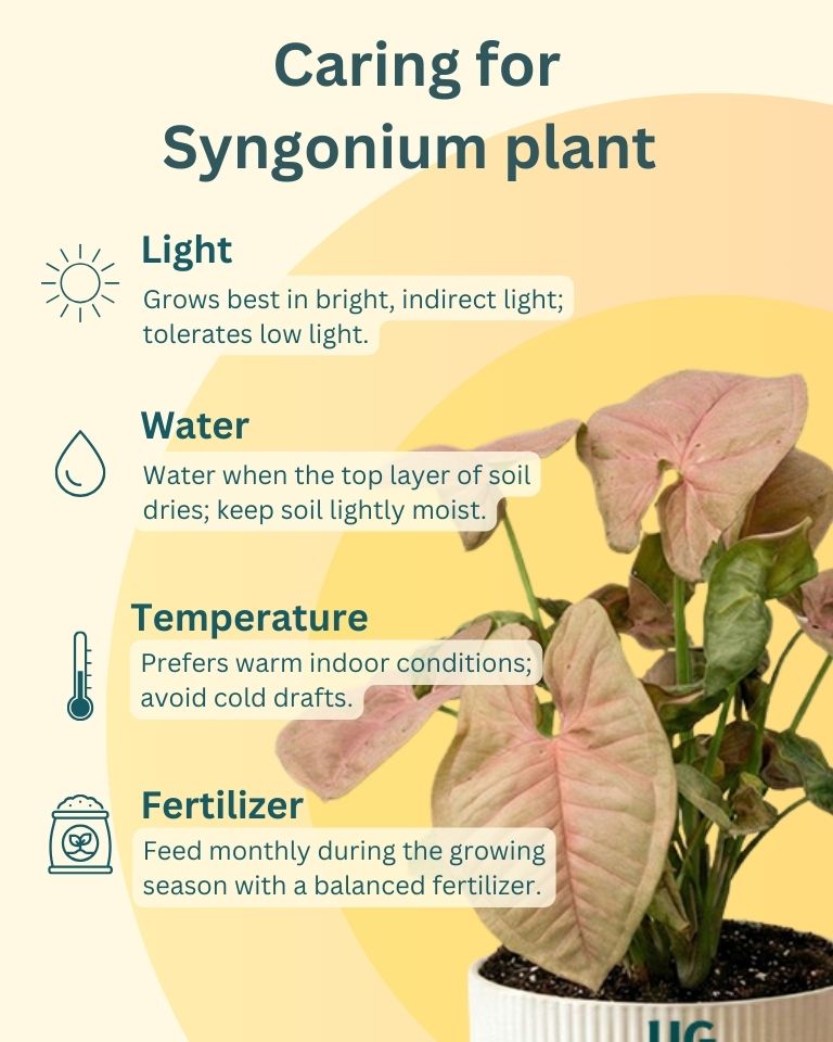 Syngonium and Money Plant Combo
