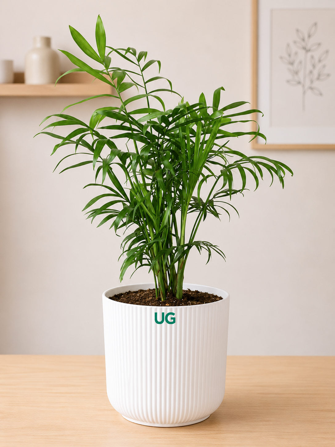 Golden Hahnii Snake Plant, Syngonium podophyllum, and Chamaedorea Plant Combo