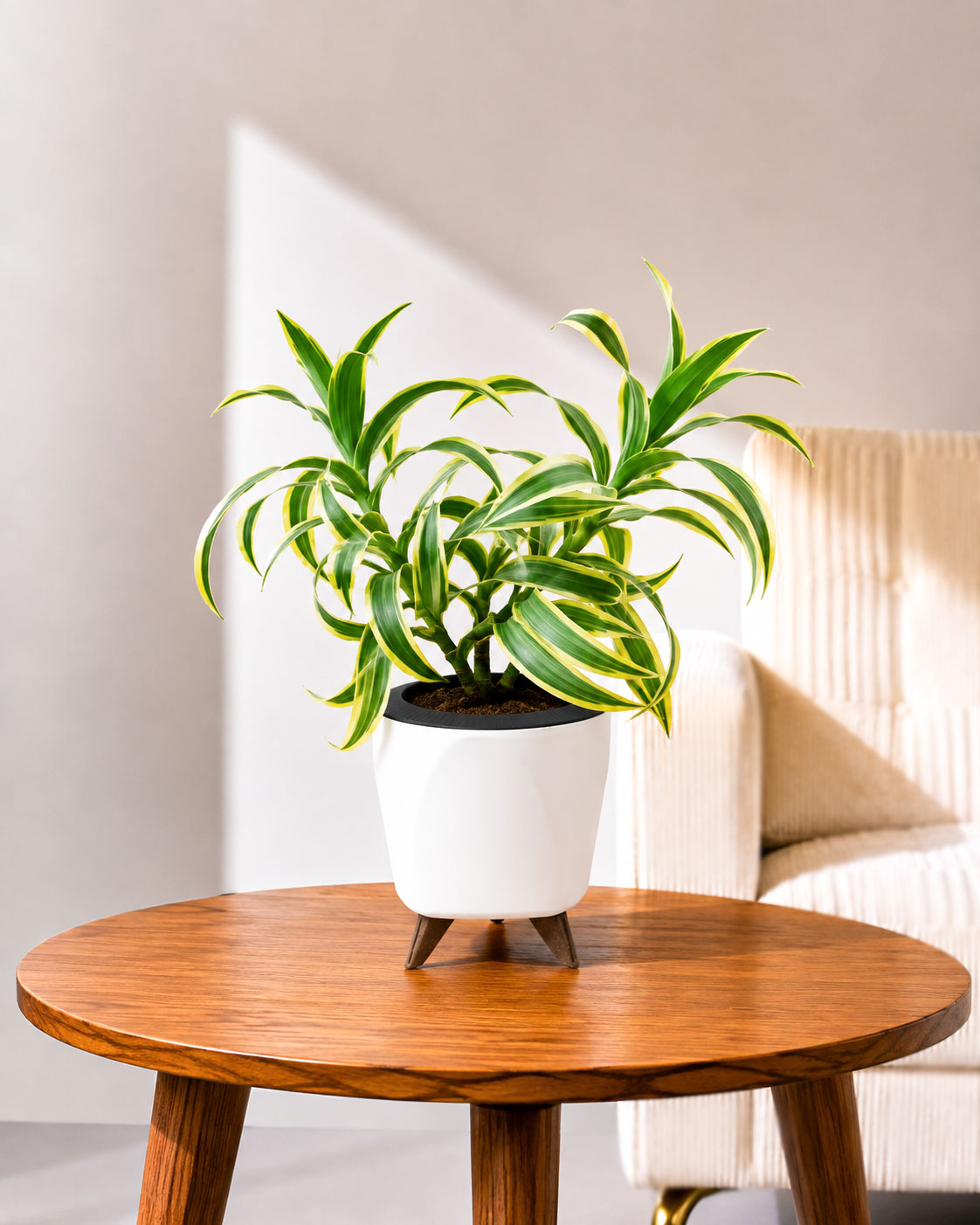 Song of India Plant