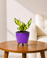 Twist Snake Plant in Self Watering Pot