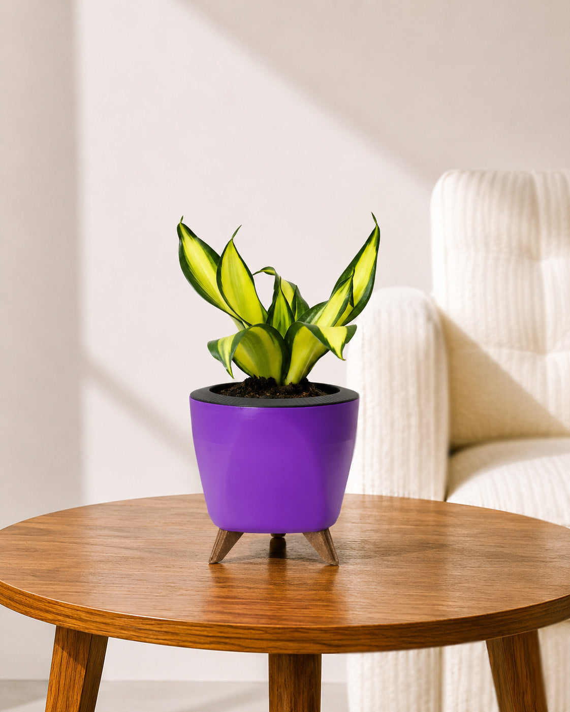 Twist Snake Plant in Self Watering Pot