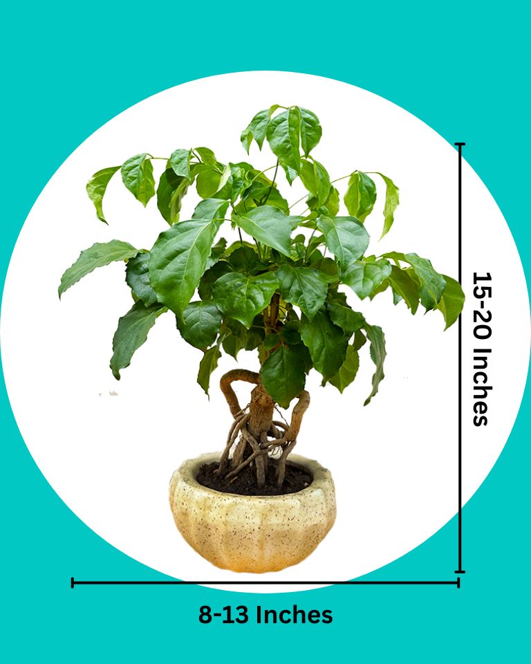 Radermachera Bonsai with Ceramic Pot