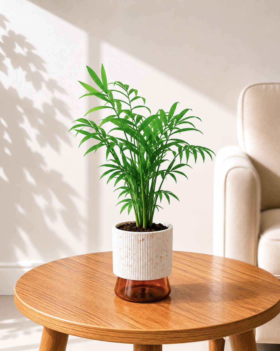 Chamaedorea Palm