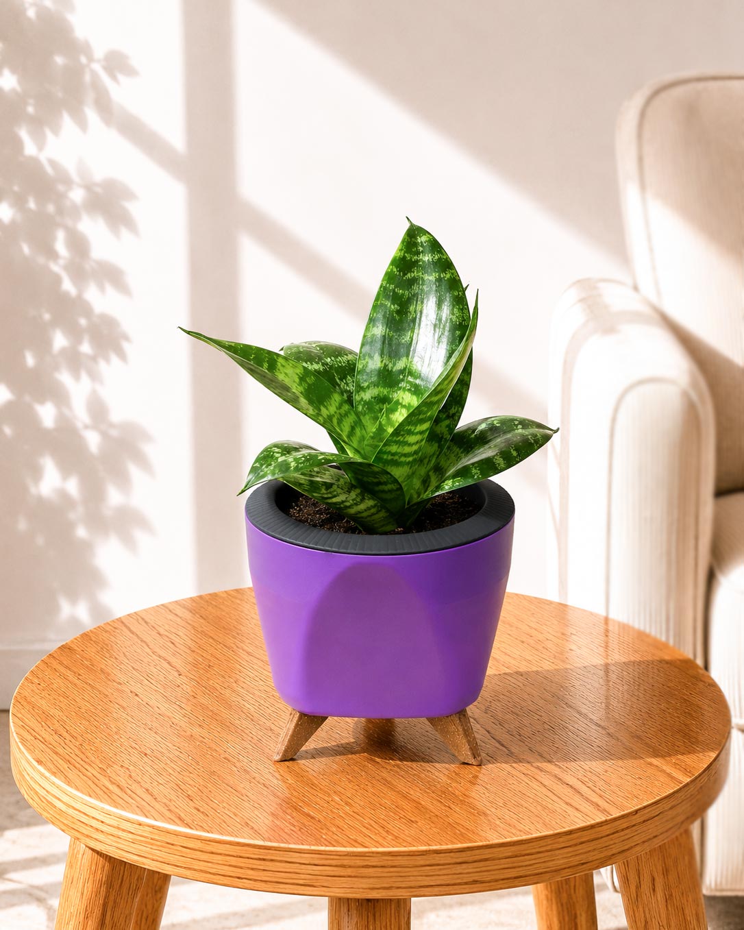 Sansevieria Snake Plant