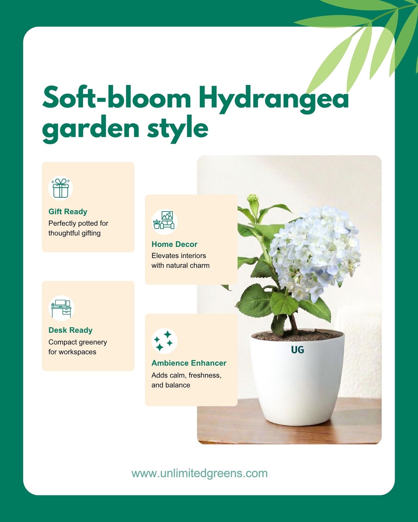 Hydrangea Plant