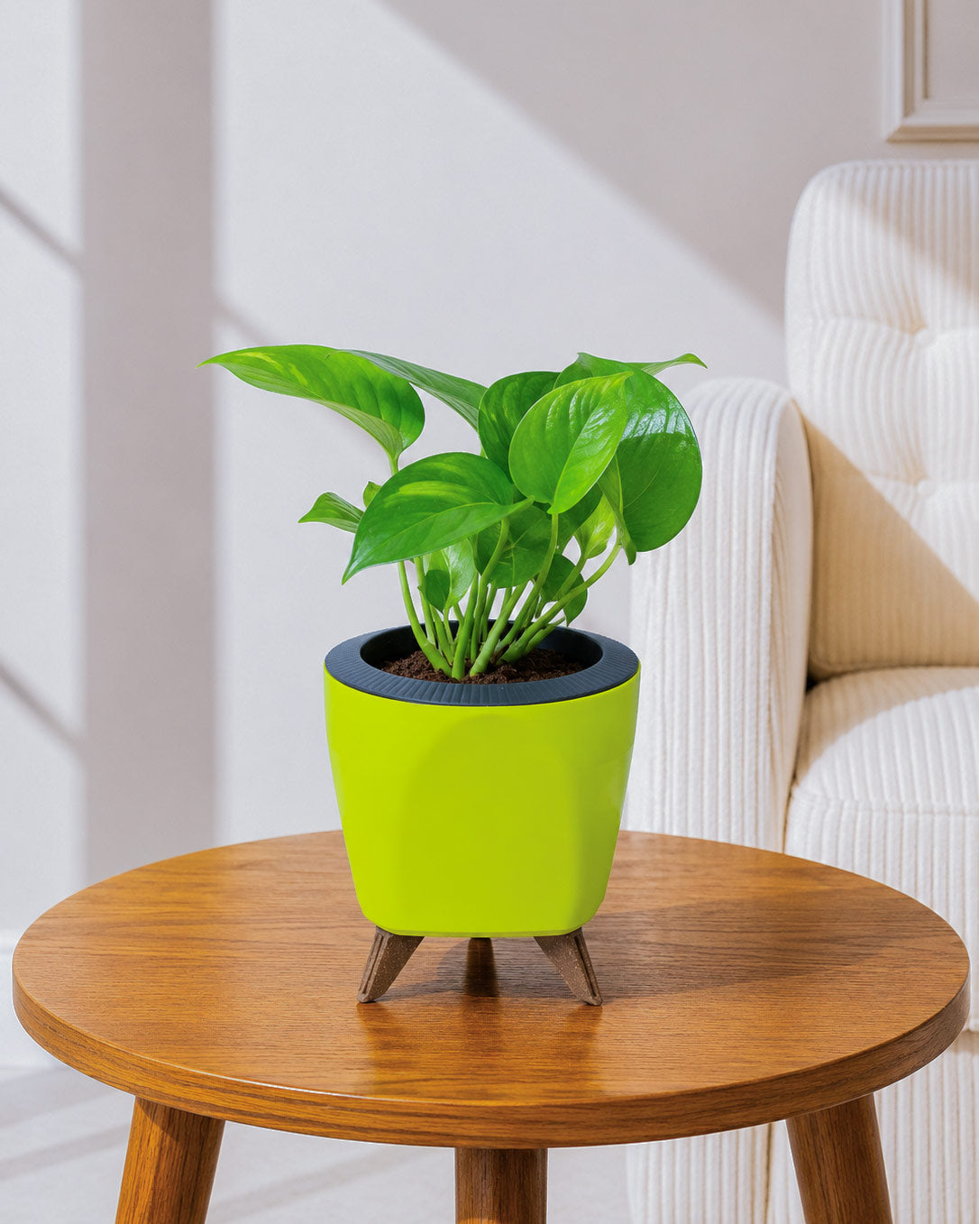 Money Plant Green in Self Watering Pot