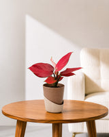 Aglaonema Red Valentine in Self Watering Planter