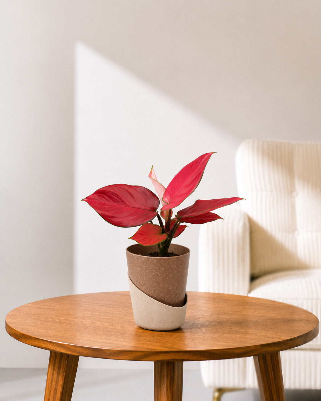 Aglaonema Red Valentine in Self Watering Planter