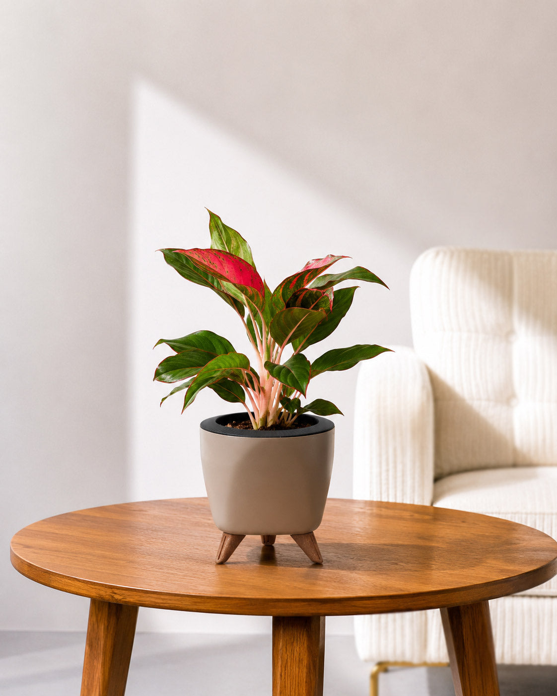 Aglaonema Red Valentine in Self Watering Planter