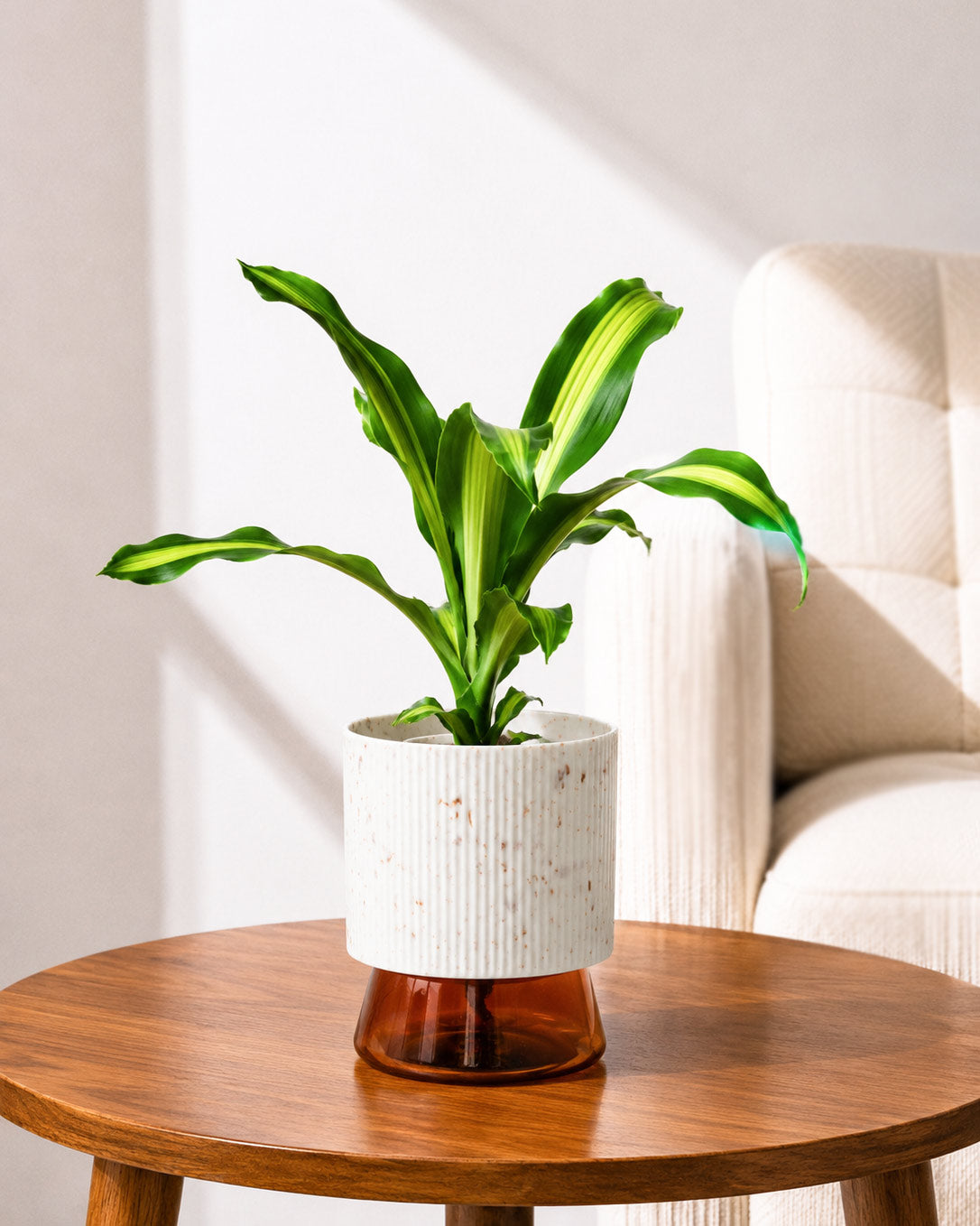 Dracaena Fragrans