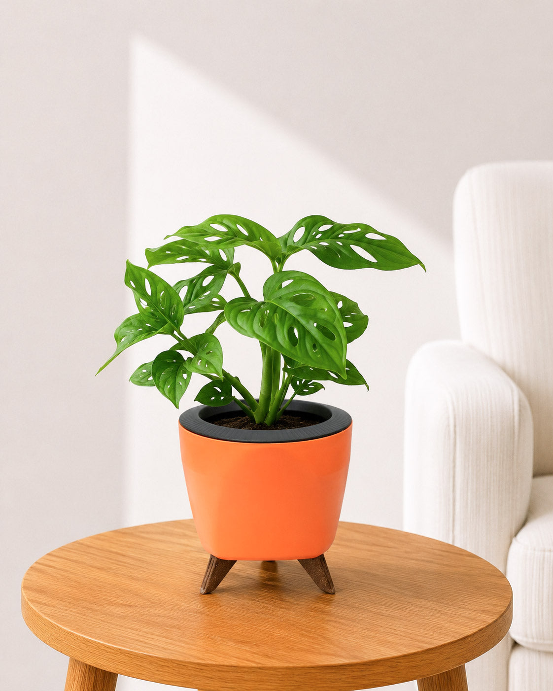 Philodendron Broken Heart In Self Watering Pot