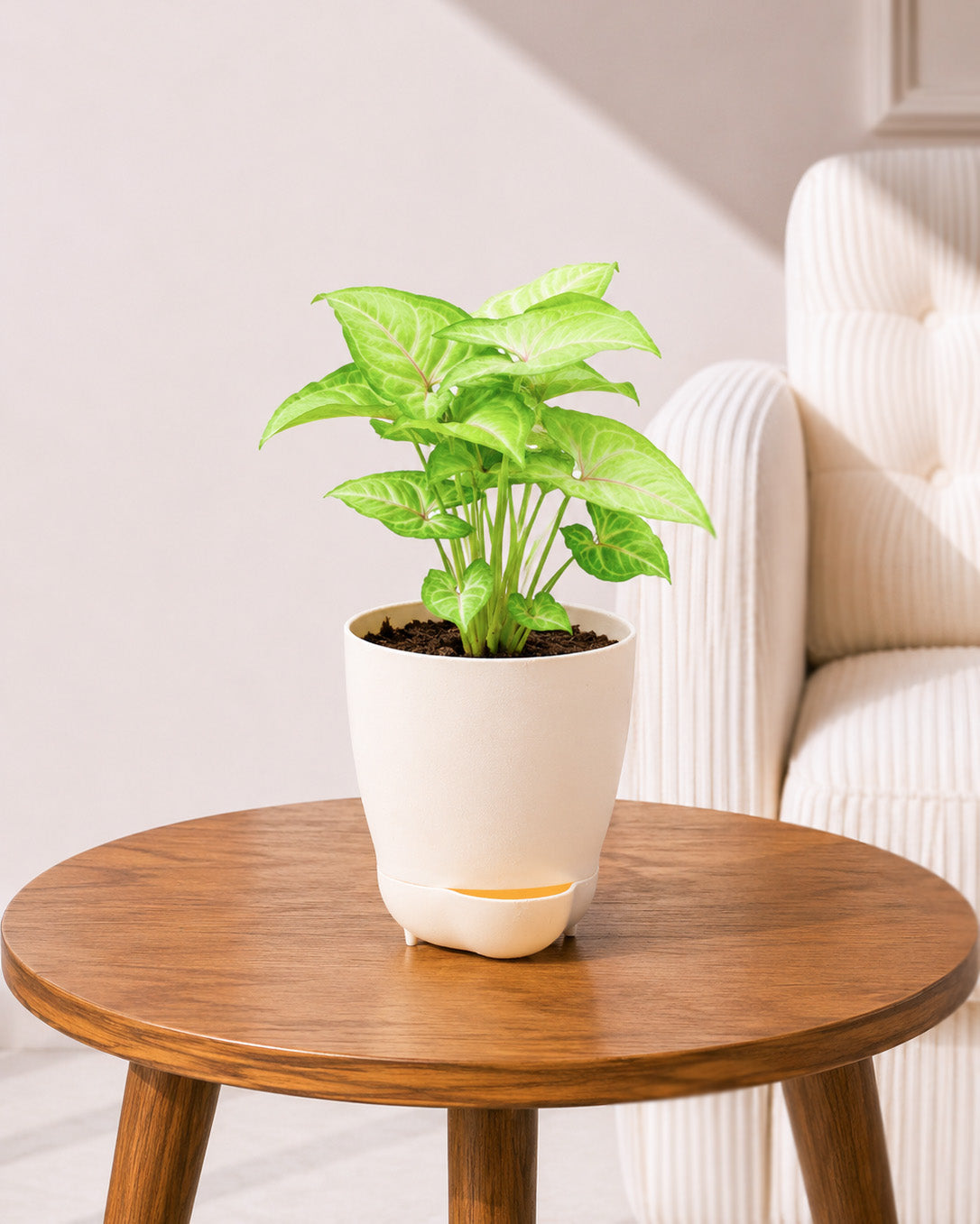 Syngonium Plant in Self-Watering Planter
