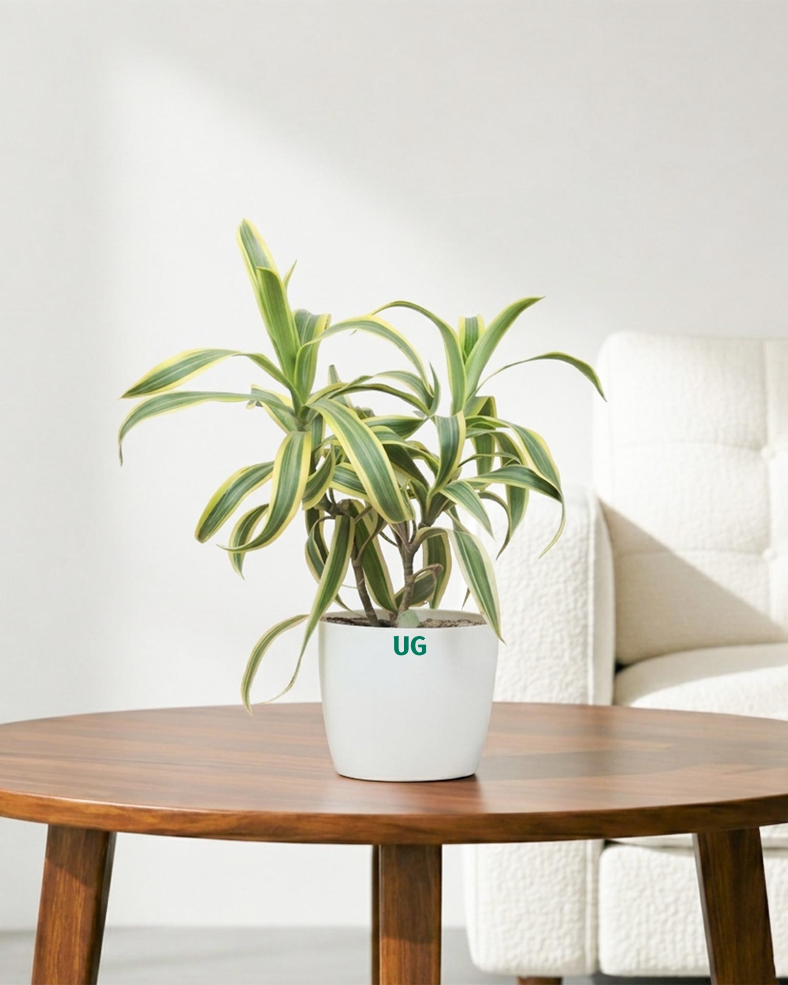 Song of India Plant