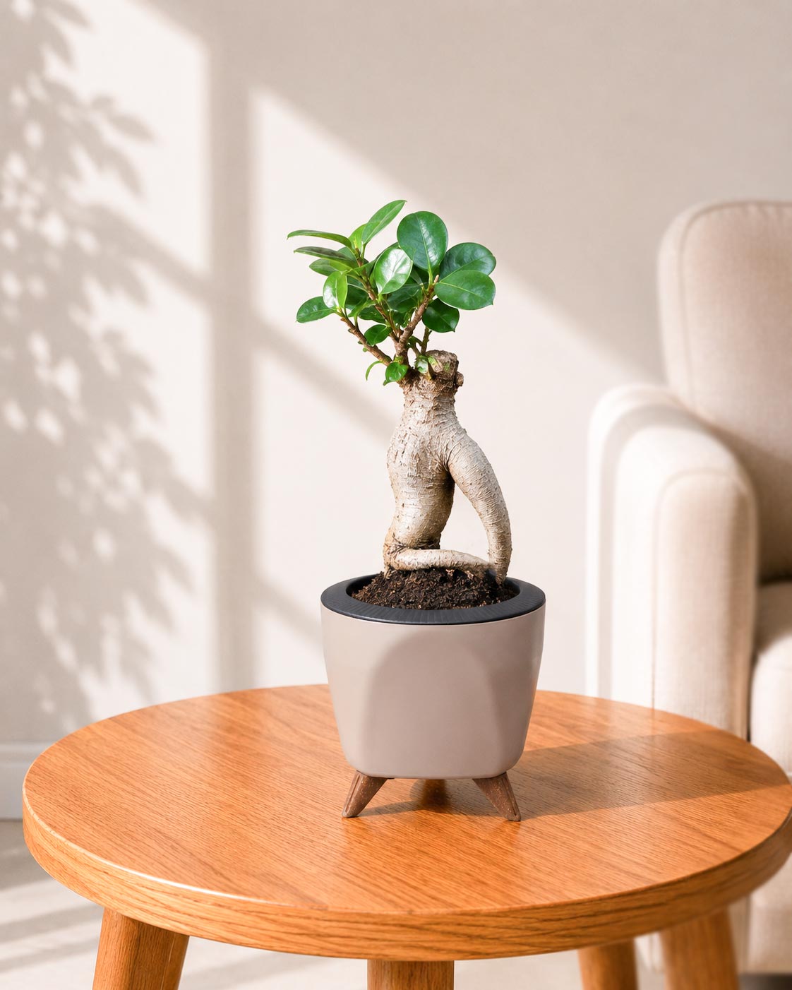 Ficus bonsai In Self-Watering (Small)
