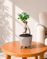 Ficus bonsai In Self-Watering (Small)