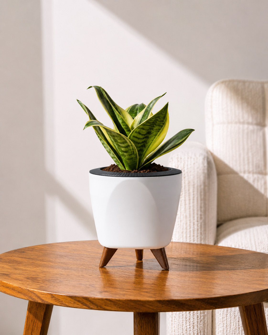 Golden Hahnii Snake Plant