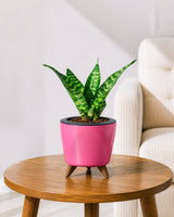Snake Plant in Self-Watering Planter