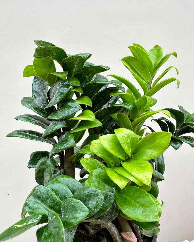 Dwarf ZZ Zenzi Plant (Zamioculcas Zamiifolia) delivery online