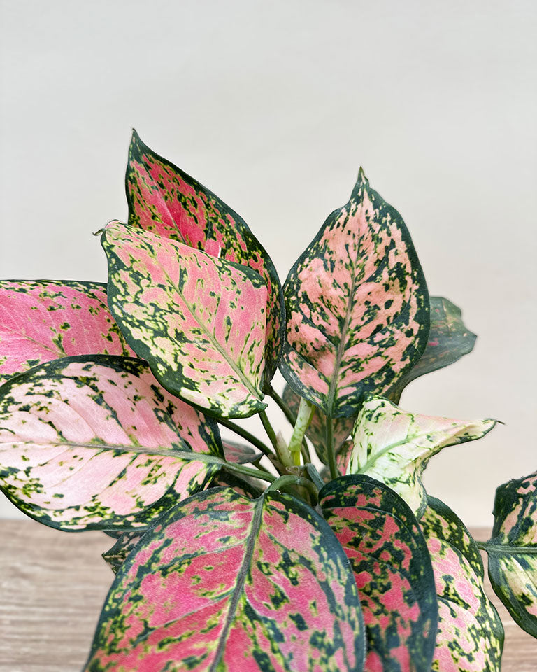 Aglaonema Pink Plant