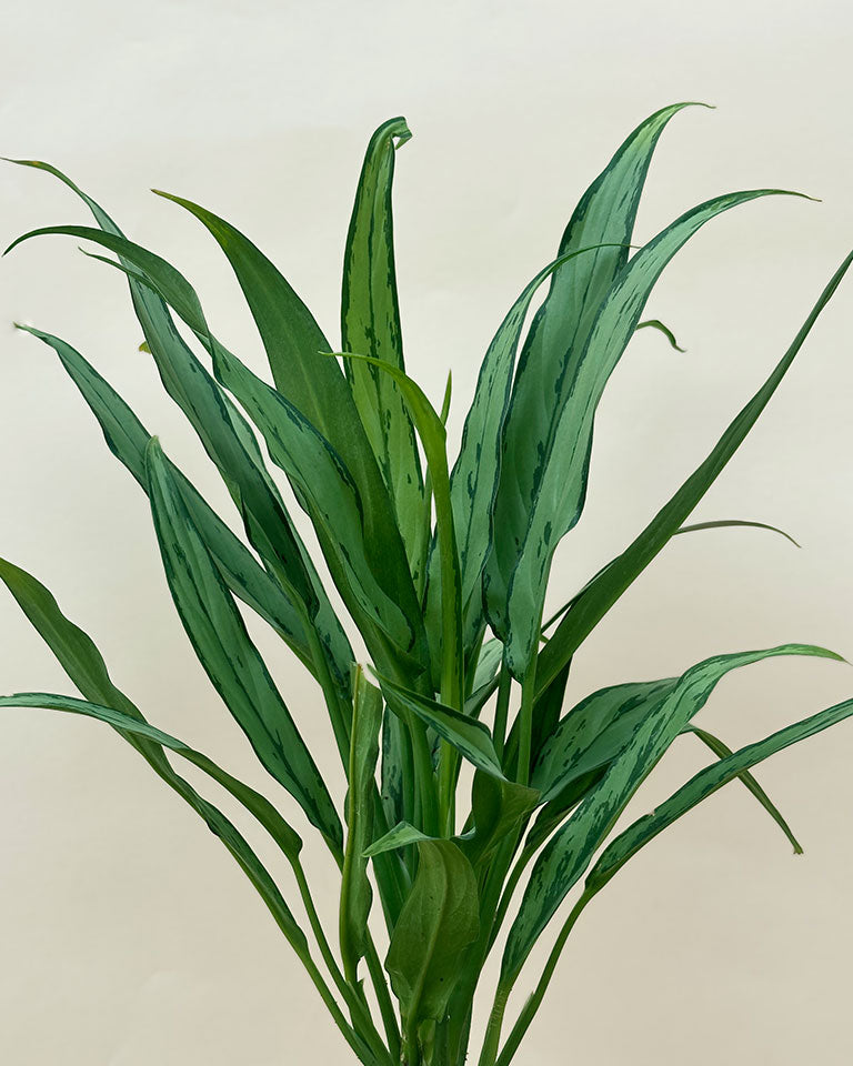 Aglaonema Commutatum Silver Queen