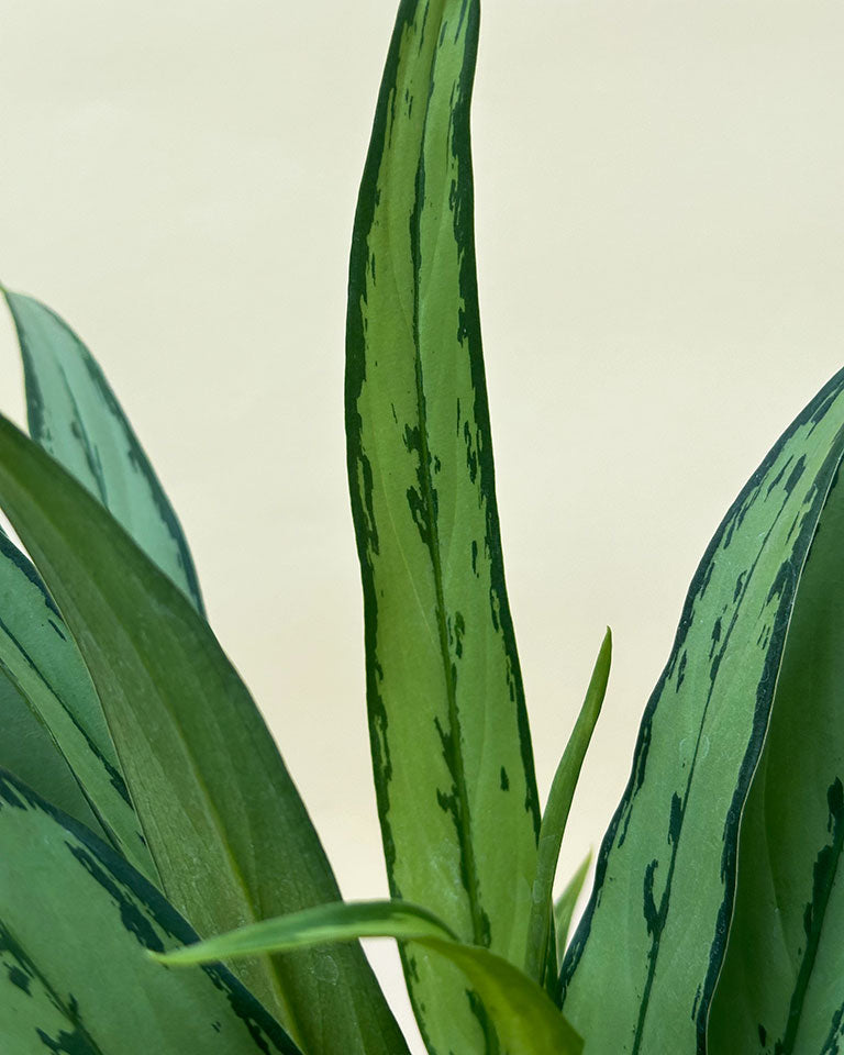 Aglaonema Commutatum Silver Queen