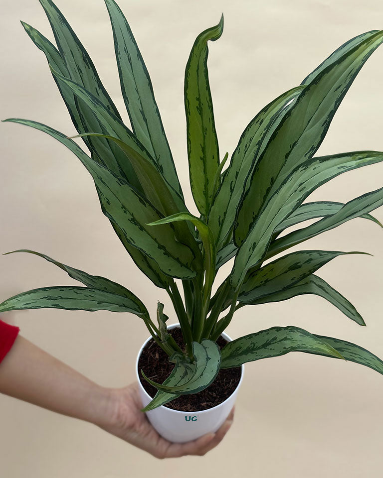 aglaonema crispum silver queen Buy Aglaonema Commutatum Silver Queen- Unlimited Greens – unlimitedgreens