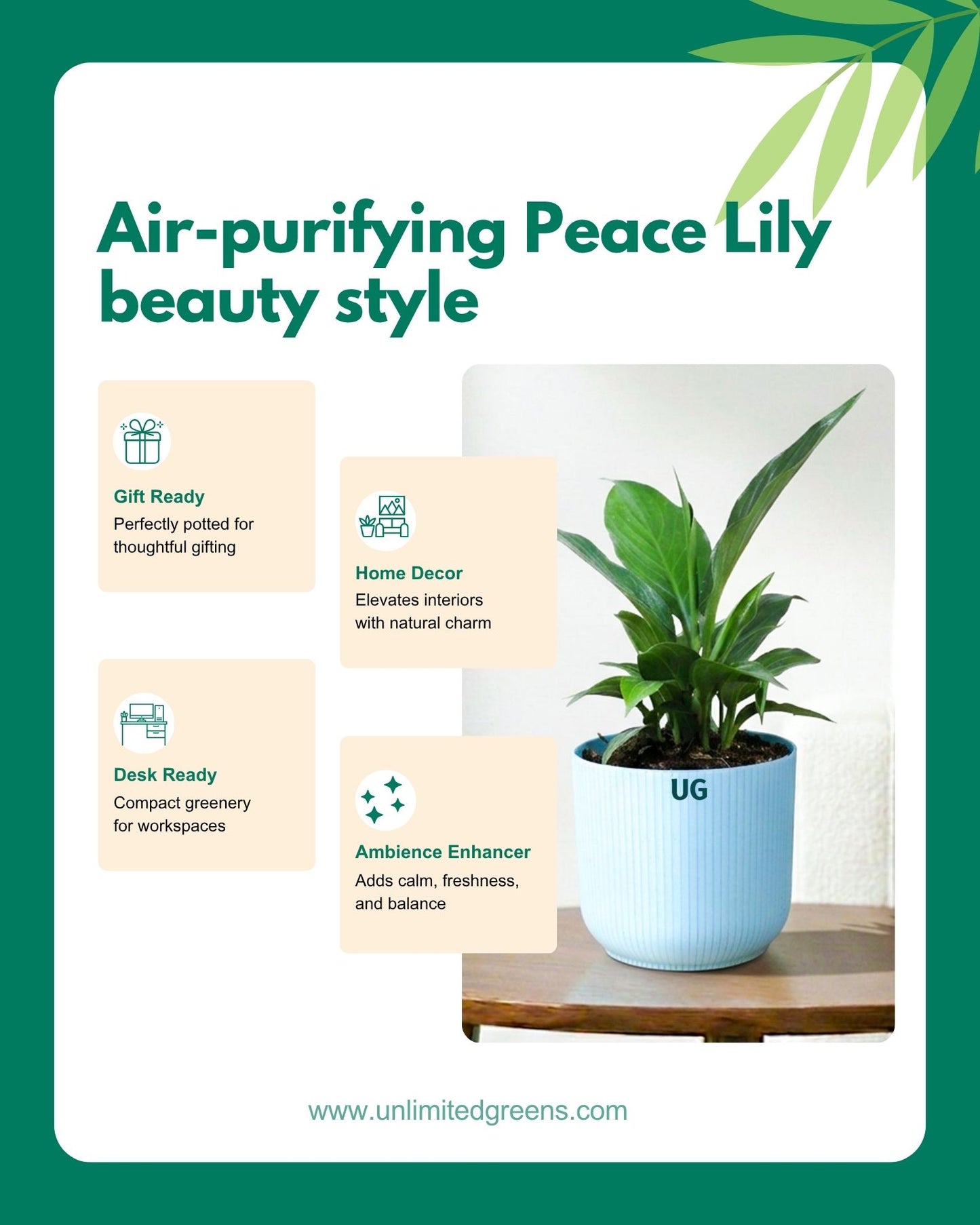 Peace Lily Plant (Spathiphyllum)