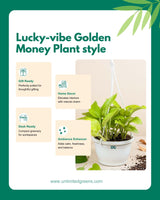 Golden Money Plant in hanging basket
