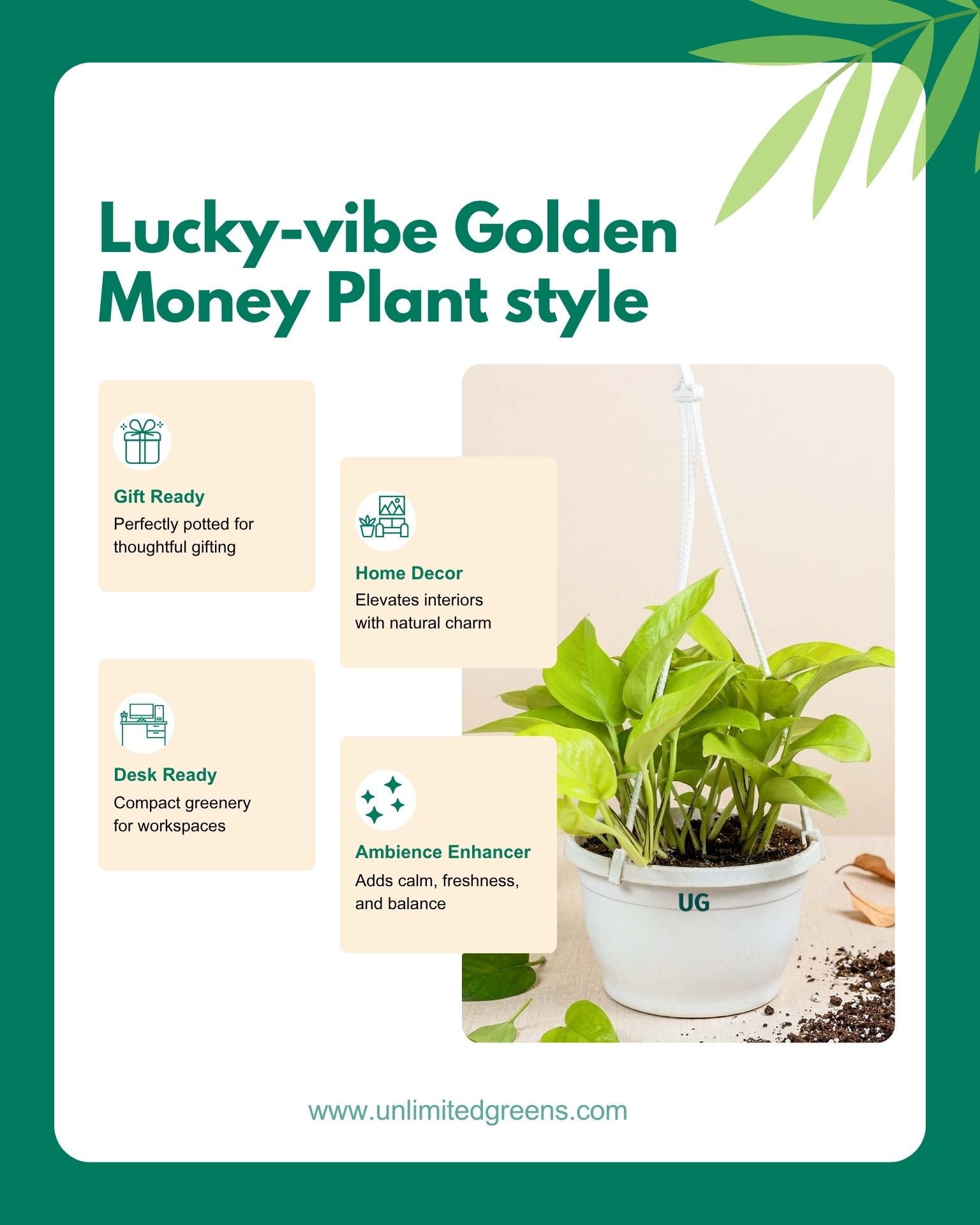 Golden Money Plant in hanging basket